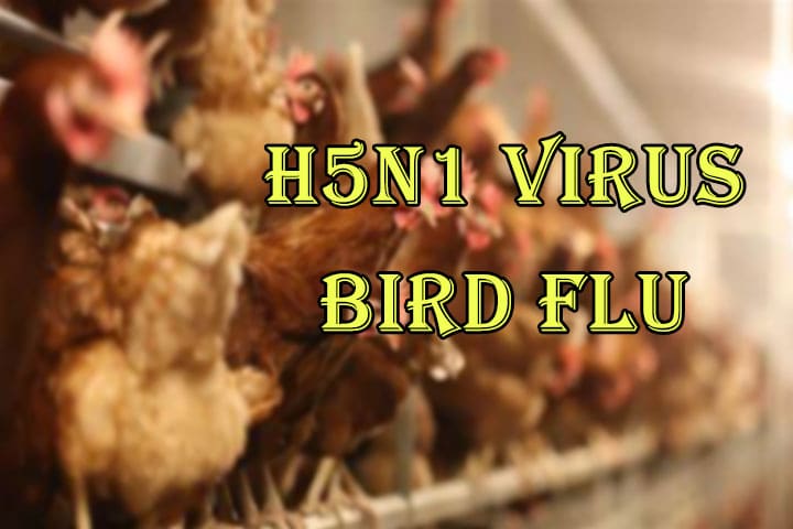 BIRD FLU 1 Could H5N1 Trigger the Next Global Pandemic? Epidemiologists Fear the Worst