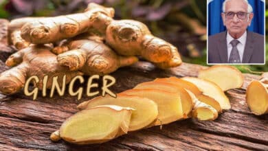 Ginger – Highly Useful Product - Mentioned in Quran and Sunnah: Dr. M.I.H. Farooqi  