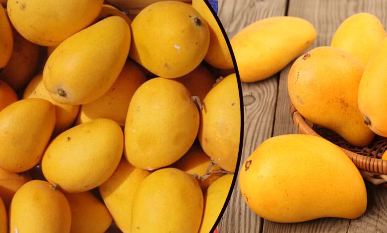 Mangoes Arrive Early in Hyderabad Markets! What Might the Price Be?