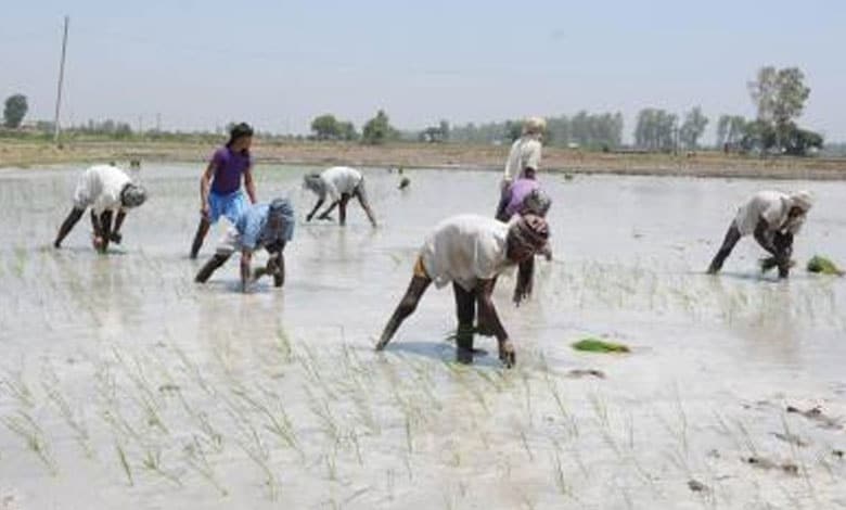 Inflation burden eases for farm and rural labourers