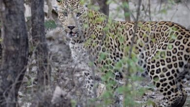 Leopard Targets Woman in Telangana Village, Locals Rush to Her Aid