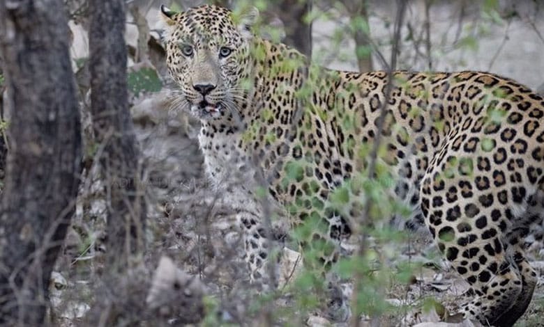 Leopard Targets Woman in Telangana Village, Locals Rush to Her Aid