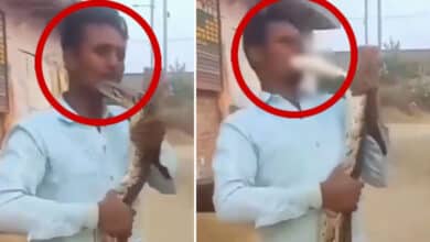 Warning: Man Gets Bitten While Playing with a Snake in Shocking Video – Do Not Watch if You Are Scared