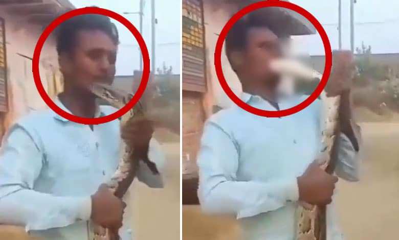 Warning: Man Gets Bitten While Playing with a Snake in Shocking Video – Do Not Watch if You Are Scared