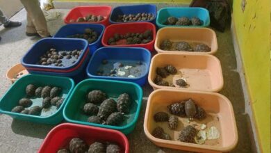 Rachakonda Police Foil Smuggling Racket, Seize 281 Starfish and 160 Tortoises