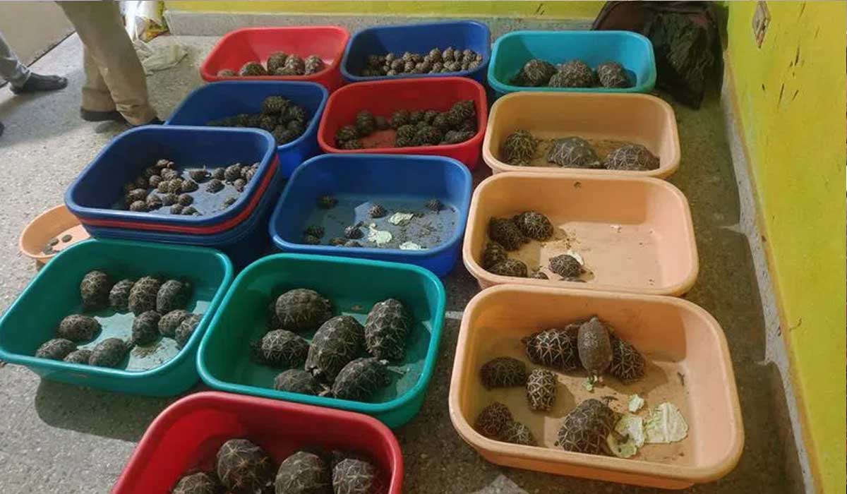 Rachakonda Police Foil Smuggling Racket, Seize 281 Starfish and 160 Tortoises