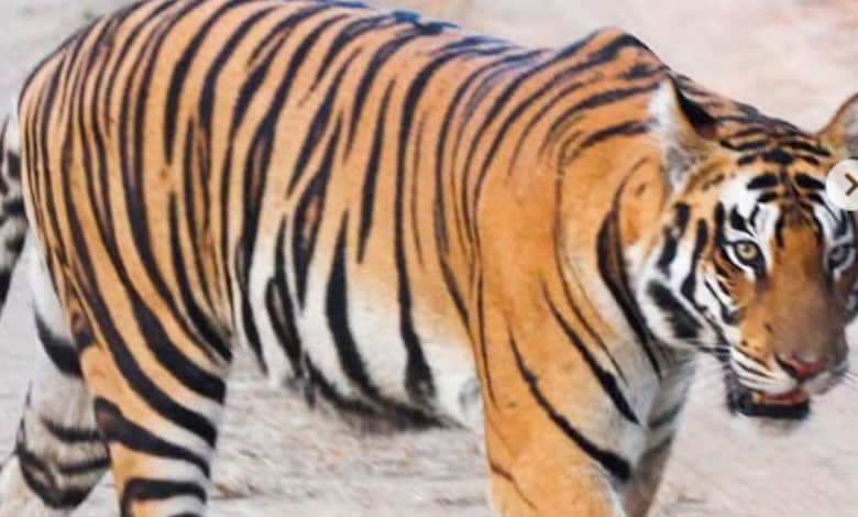 Tiger Sighting Sparks Panic Among Villagers in Kumram Bheem Asifabad