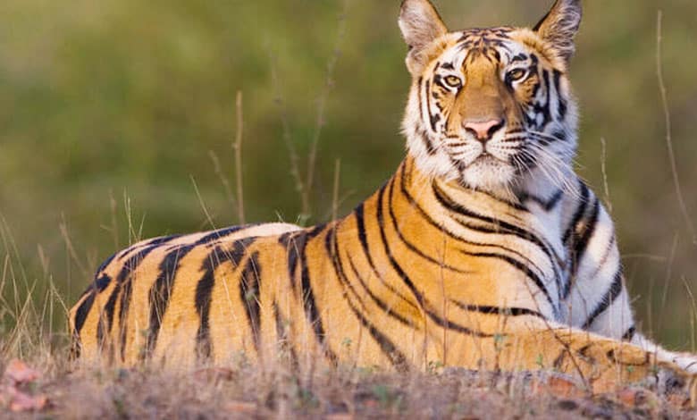 TIGER 3 1 Tiger Sighting Sparks Panic Among Villagers in Kumram Bheem Asifabad