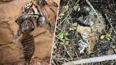 Mother tigress kills her cubs in Bengal Zoo