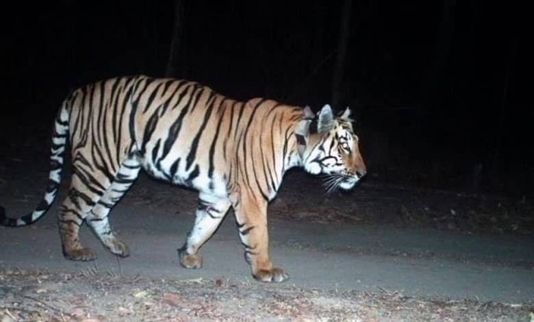 TIGERR 2 Tiger Sighting Sparks Panic Among Villagers in Kumram Bheem Asifabad