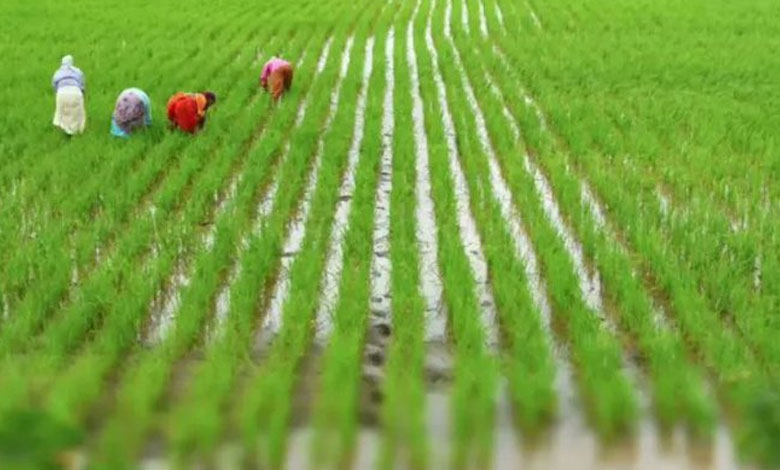 AGRI 1 India Positioned for Significant Growth in Agricultural Exports by 2025: Report