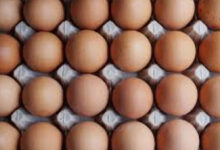 Bird Flu Outbreak Drives Egg Prices to Record High in the US