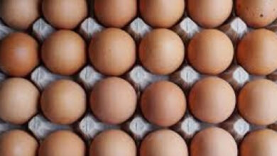 Bird Flu Outbreak Drives Egg Prices to Record High in the US