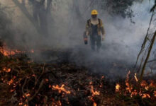 Wildfire Devours 3,500 Hectares of National Park in Argentina