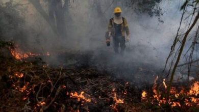 Wildfire Devours 3,500 Hectares of National Park in Argentina