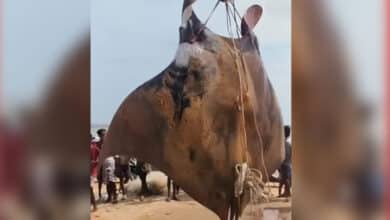 Watch: Giant Oceanic Manta Ray Weighing 1,080 Kg Caught by Fishermen