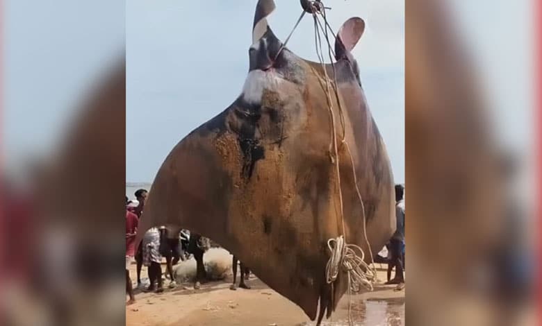 Watch: Giant Oceanic Manta Ray Weighing 1,080 Kg Caught by Fishermen