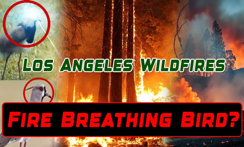 LOS ANGELES 4 2 Fire-Breathing Bird Linked to Los Angeles Wildfires? Exploring the Theory Behind the Deadly Blazes