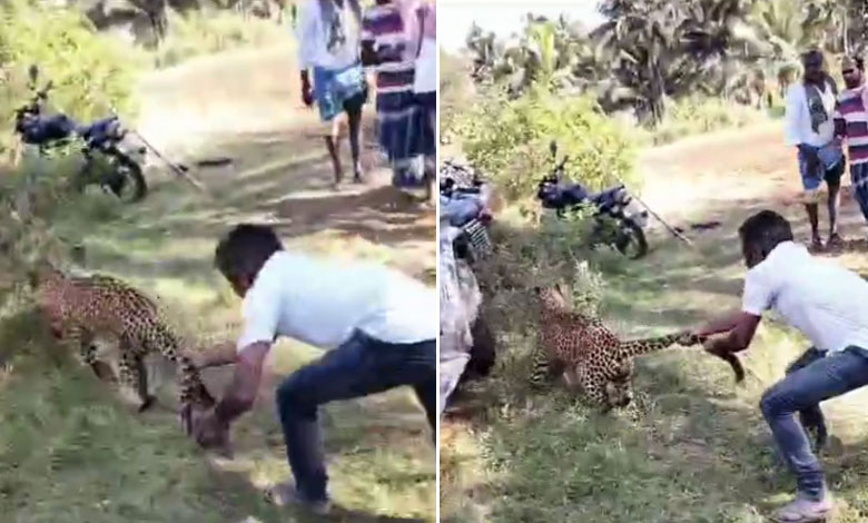 MAN CATCHES LEOPARD 1 Watch: Man Catches Leopard by Its Tail, Stuns Everyone: Video Goes Viral on Social Media