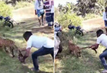 Man Catches Leopard by Its Tail, Stuns Everyone: Video Goes Viral on Social Media