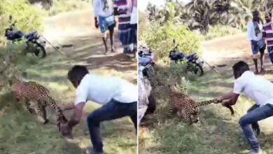 Man Catches Leopard by Its Tail, Stuns Everyone: Video Goes Viral on Social Media