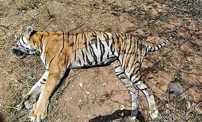 TIDERDEAD 1 H5N1 Avian Influenza Virus Claims Lives of Three Tigers and One Leopard at Gorewada Rescue Center in Nagpur