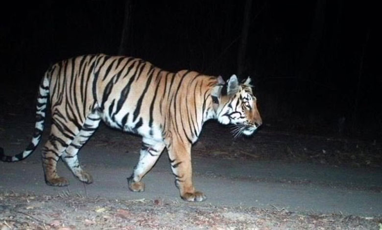 TIGERR H5N1 Avian Influenza Virus Claims Lives of Three Tigers and One Leopard at Gorewada Rescue Center in Nagpur