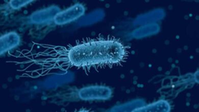 Israeli Researchers Discover Passive Virus Defense System in Marine Bacteria