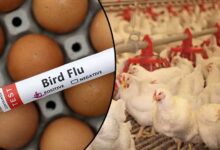 Bird Flu Impact: Free Chicken and Eggs Served, Huge Crowds Line Up – Watch Video!