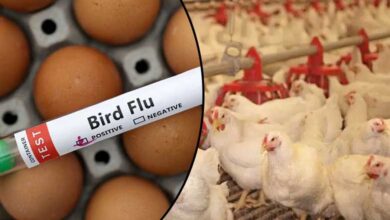 Bird Flu Impact: Free Chicken and Eggs Served, Huge Crowds Line Up – Watch Video!