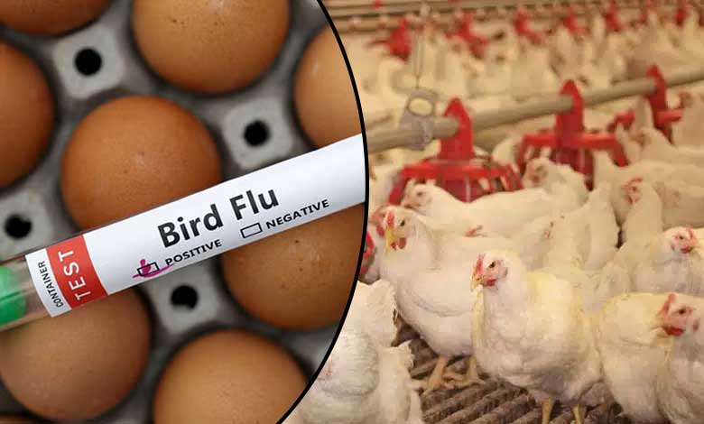 Bird Flu Impact: Free Chicken and Eggs Served, Huge Crowds Line Up – Watch Video!