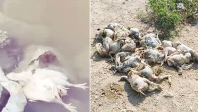 Shocking Discovery: Dead Chickens Found in Hyderabad’s Akkam Pally Reservoir, Sparking Contamination Fears