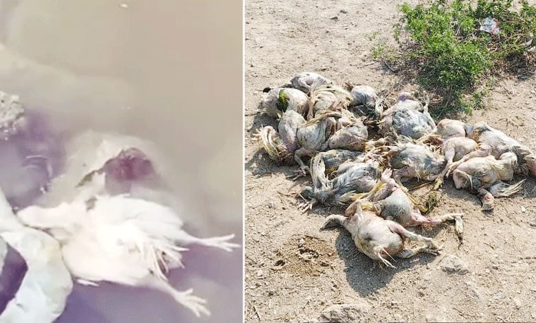 Shocking Discovery: Dead Chickens Found in Hyderabad’s Akkam Pally Reservoir, Sparking Contamination Fears