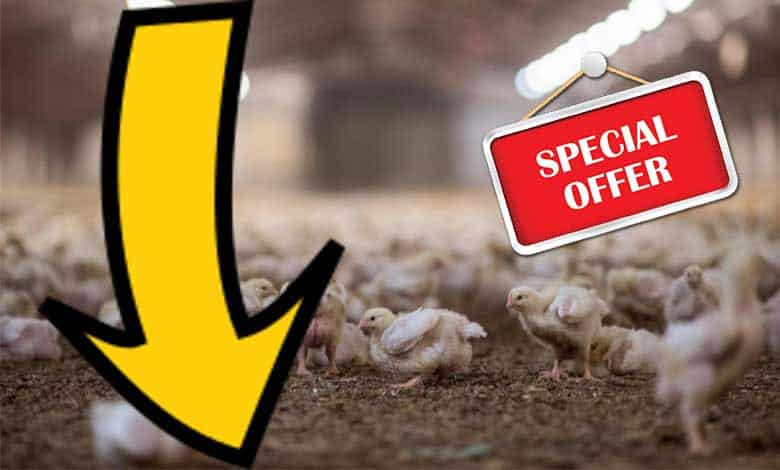 Hyderabad Sees Sharp Drop in Chicken Prices Amid Bird Flu Concerns