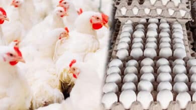 Bird Flu Concerns Rise in Telangana: But Experts Confirm Cooked Chicken and Eggs Are Safe to Eat