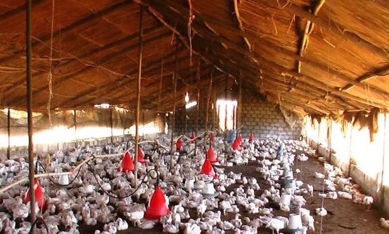 Bird Flu Outbreak in Chhattisgarh’s Raigarh; 17,000 Chickens and Quails Culled