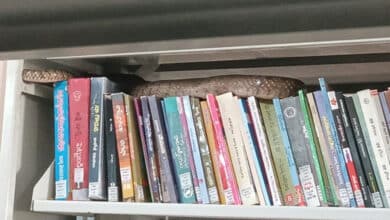 Snake Spotted on Books at Mahatma Gandhi University Library, Students Panic