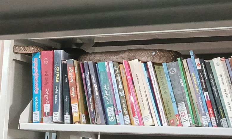 Snake Spotted on Books at Mahatma Gandhi University Library, Students Panic