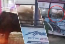 Chaos on Jaipur Streets, Bull Enters Bus and Causes Destruction Video Goes Viral Social Media