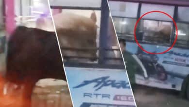 Chaos on Jaipur Streets, Bull Enters Bus and Causes Destruction Video Goes Viral Social Media