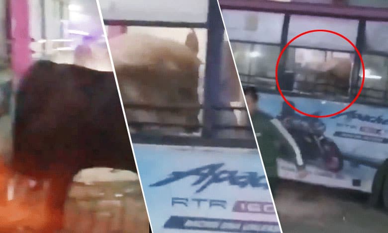 Chaos on Jaipur Streets, Bull Enters Bus and Causes Destruction Video Goes Viral Social Media