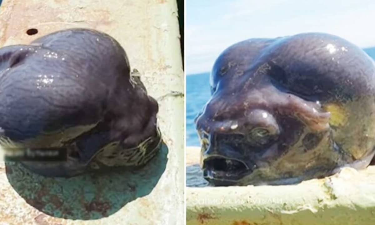 Do Aliens Really Exist? Fisherman Catches Bizarre Deep-Sea Creature (Shocking Video)