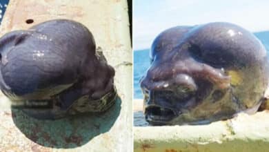 Do Aliens Really Exist? Fisherman Catches Bizarre Deep-Sea Creature (Shocking Video)