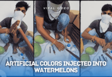 Artificial Colors Injected into Watermelons in Hyderabad Godown