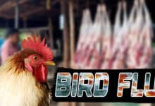 Mutton Prices Soar as Chicken Demand Dips Amid Bird Flu Concerns