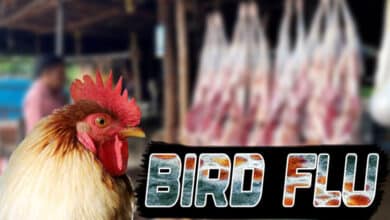 Mutton Prices Soar as Chicken Demand Dips Amid Bird Flu Concerns