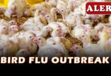 Bird Flu Outbreak Confirmed in Telangana’s Nalgonda District, Culling Operations Underway