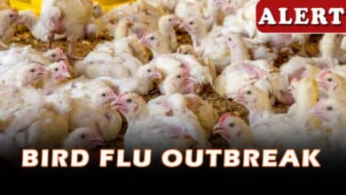 Bird Flu Outbreak Confirmed in Telangana’s Nalgonda District, Culling Operations Underway