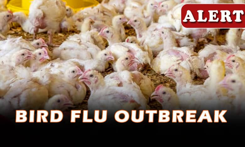 Bird Flu Outbreak Confirmed in Telangana’s Nalgonda District, Culling Operations Underway