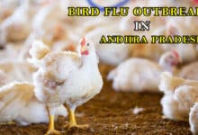 Bird Flu Outbreak in Andhra Pradesh: Lockdown Imposed on Poultry Sector